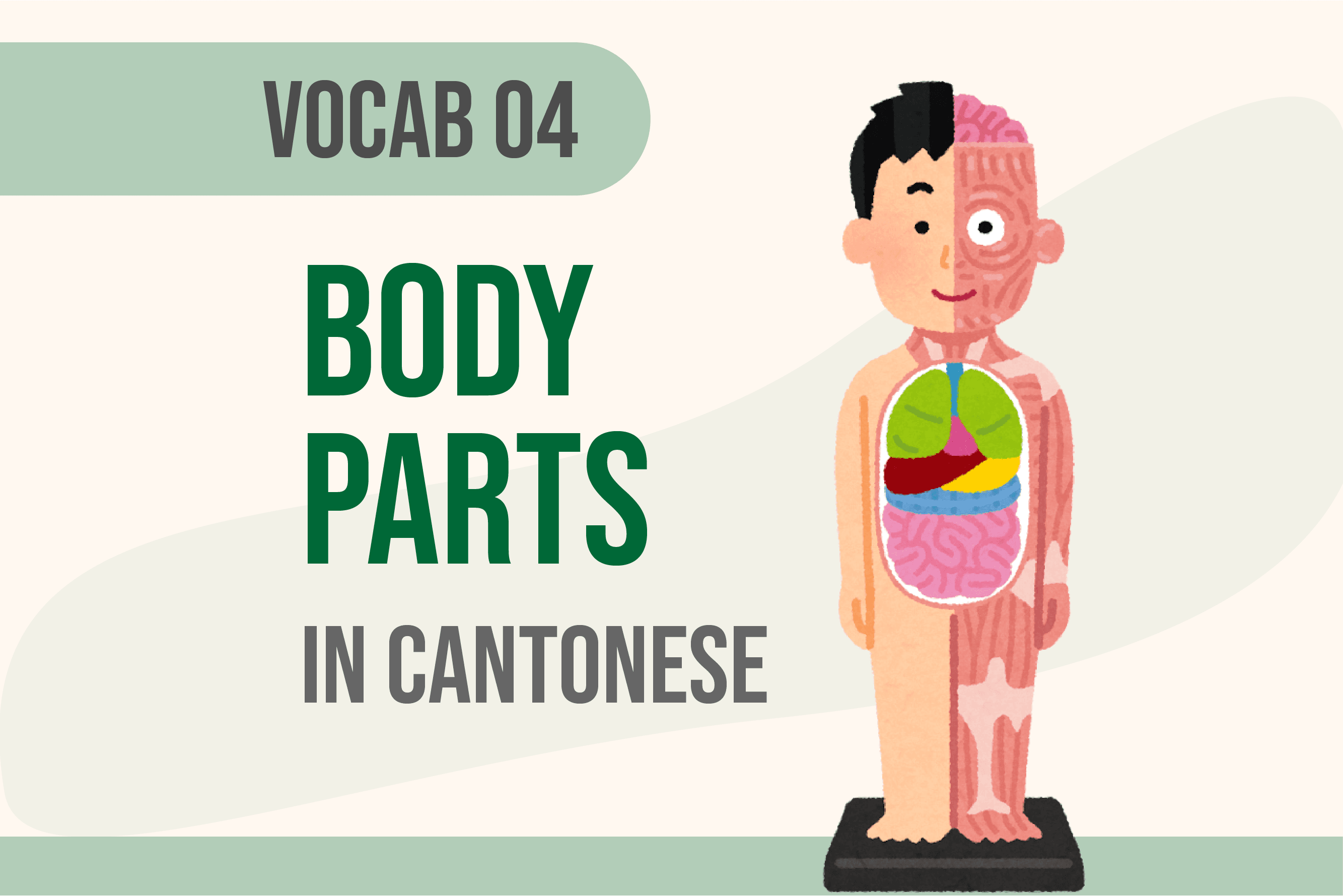 Vocab04 Cantonese Body Parts